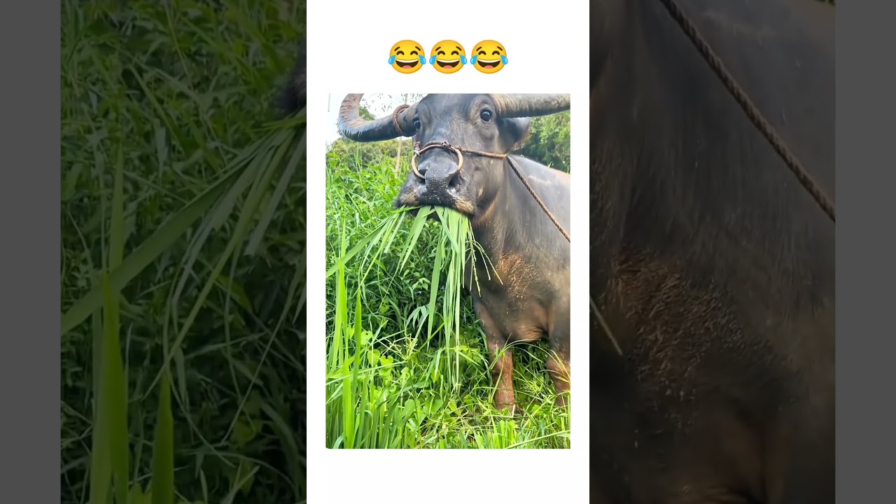 LADbible 9GAG Sarcasm Funny or Die The Pet Collective BuzzFeed College Humor Classical Art Memes