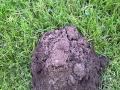Mole Hill being created