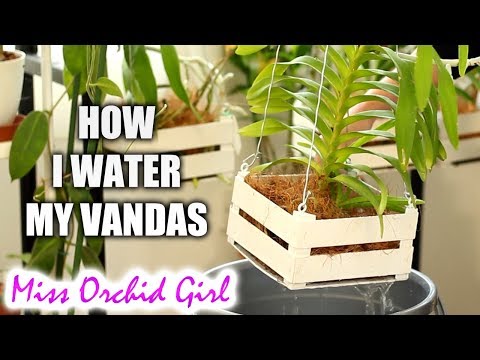 How I water my Vanda Orchids in baskets - Vanda setup explained