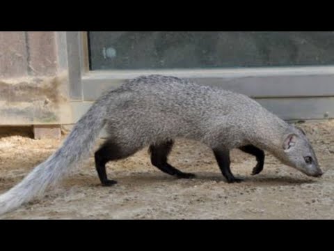 Mongoose running quickly into to bush.... // loving animals
