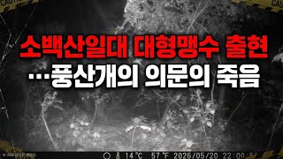 소백산일대 대형맹수 출현 풍산개의 의문의 죽음🐆표범의 발자국과 호랑이추정 모습