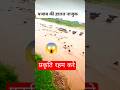 Bad Situation Due To Flood In Punjab Punjab Bad Punjab Flood Affected Panjabi Rainfall