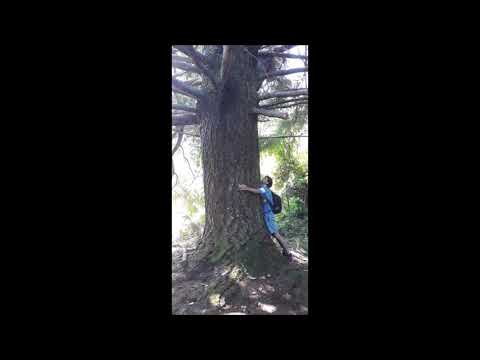 Joven Nativo - Plan C (Prod. LRC)