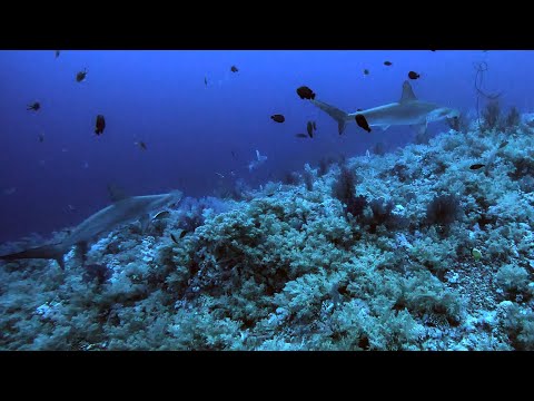 Diving with sharks at Elphinstone | 18.06.2023