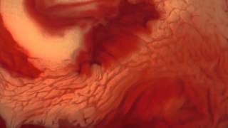 Shlohmo - Rained The Whole Time (Nicolas Jaar Remix) - Official Video