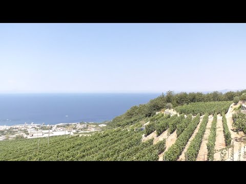The Best Wines of Amalfi