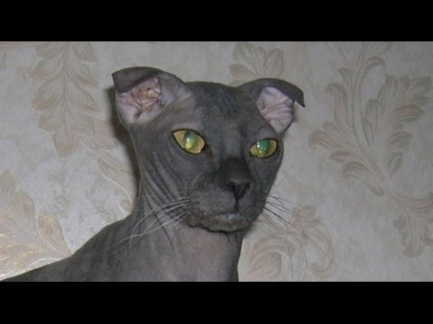 世界で最も珍しい猫