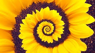 Spiral Dynamics - Stage Yellow