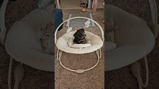 Video preview image #1 Mutt Puppy For Sale in Corona, CA, USA