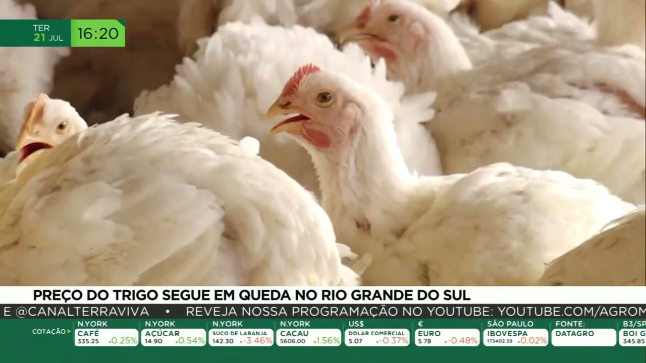 Preço do trigo segue em queda no Rio Grande do Sul