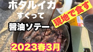 ホタルイカ身投げ　掬いで遊ぶ。食べる！＃ホタルイカ