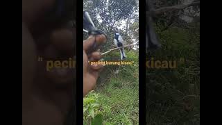 Download lagu Hasil mikat gelatik di hutan #shorts #gelatikbatumudagacor #video mp3 Download lagu Hasil mikat gelatik di hutan #shorts #gelatikbatumudagacor #video mp3