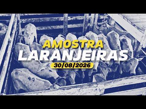 Amostra | Laranjeiras do Sul 30/08/2026 - Leilão de Gado | Leiloingá Leilões
