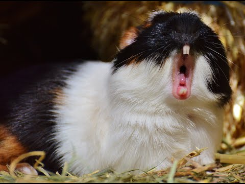 Guinea Pigs Sound |guinea pig | Clown Pets |