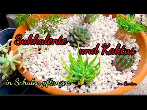 Sukkulenten und Kaktus in Schalen dekorieren. Der Eyecatcher im Garten.