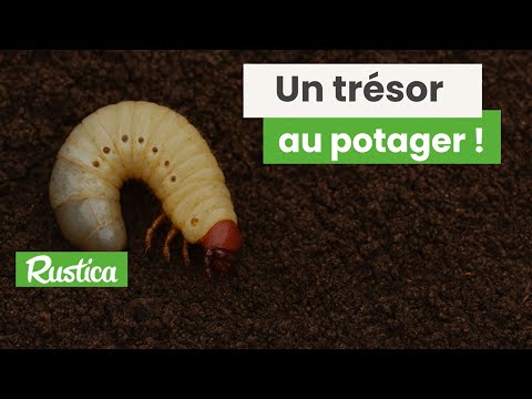 The golden cetonia, a treasure in the vegetable garden