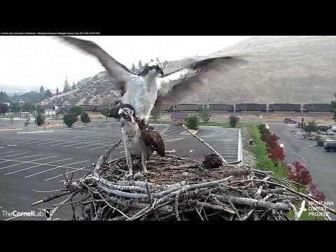 Iris and Louis Stop by Nest on Hellgate Osprey Cam – August 23, 2017