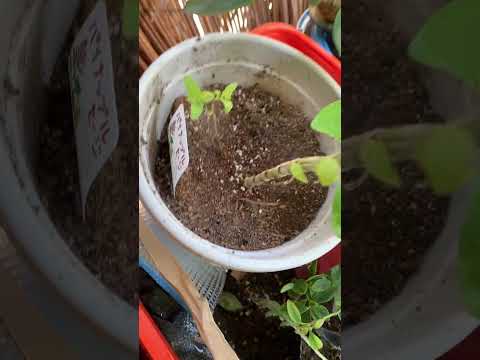 園芸 セージ総苞