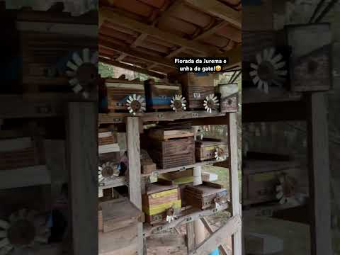 Florada da Jurema e unha de gato no Piauí. Meses de março a maio.