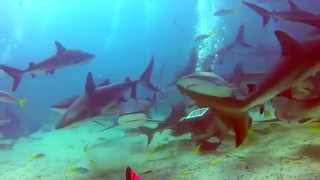 preview picture of video 'Shark Dive - The Feed 3 - Stuart Cove - Bahamas 2014'