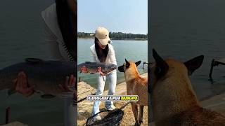 Download lagu THANKS TO A RELIABLE DOG #fishing #fishing #shorts mp3