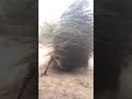 African Crazy Broom Dance || caparan senegal kumbo