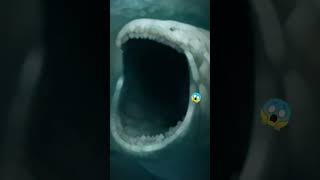 Download lagu Ikan nabi Yunus Vs giant Squid siapakah yang jadi penguasa lautan mp3 Download lagu Ikan nabi Yunus Vs giant Squid siapakah yang jadi penguasa lautan mp3