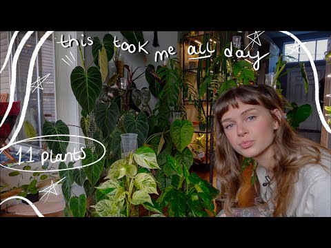 let's do some MAJOR moss pole maintenance 🥵🌿 these plants are getting huge!