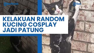 Kocaknya Anabul Tak Bisa Tutup Kran Air, Kucing Satu Ini Malah Cosplay Jadi Manekin