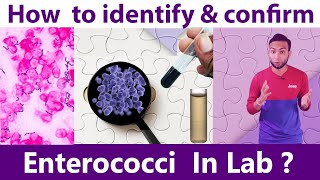 How to identify & Confirm Enterococci  at laboratory