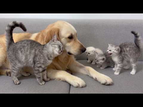 YouTube 썸네일