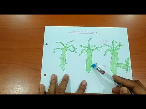 Budding in Hydra