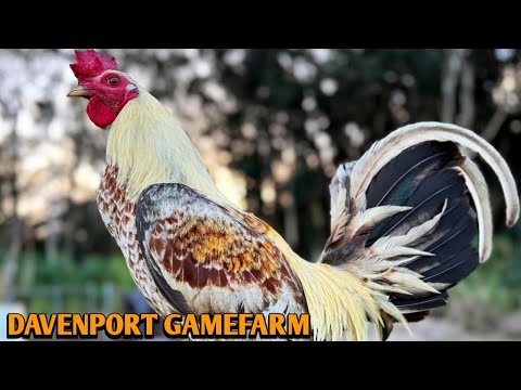 Grey Sweater Yellow Leg Hatch - DAVENPORT FARM