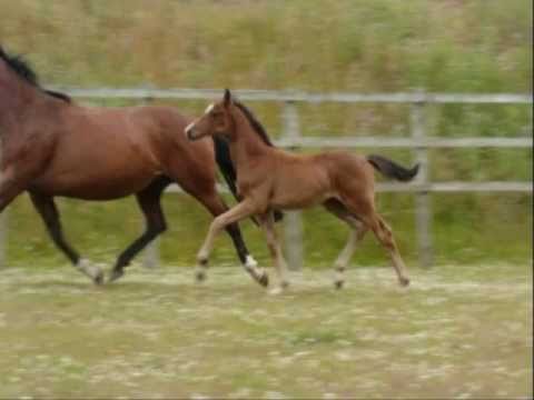 SIR DONNERHALL / PRINCE THATCH xx 0001