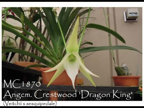 Norman Fang Live!  Episode 85- Growing Angraecum Sesquipedale