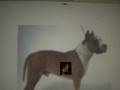Pit Bull Slide Show Santana