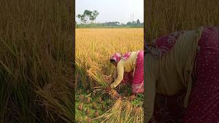 Download lagu Berdampingan dengan Para Wanita di Sawah 🌾 #celanapendek mp3 Download lagu Berdampingan dengan Para Wanita di Sawah 🌾 #celanapendek mp3