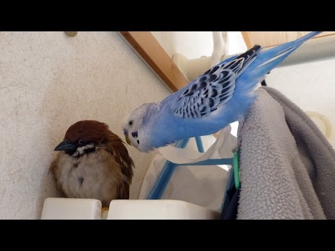 猛禽類 つぼ部 8rion 17年04月 Twilog 猛禽類 つぼ部 8rion 17年04月 Twilog
