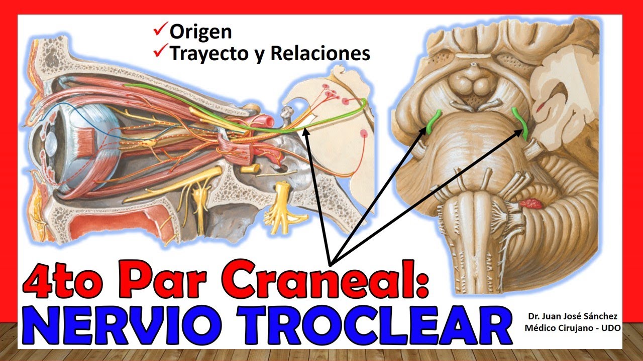 🥇 4to Par Craneal - NERVIO TROCLEAR (Patético). ¡Explicación Fácil y Sencilla!