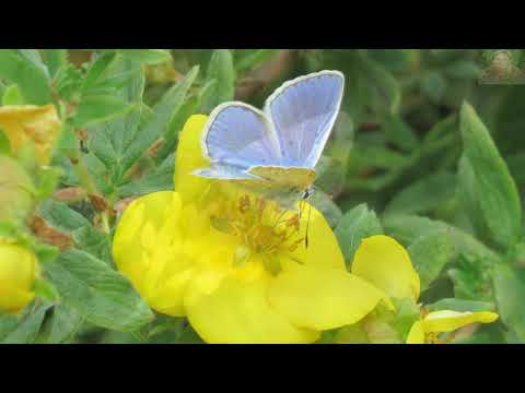 OWADY  NA  ŁĄCE  cz.I