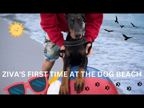 Day Trip to the Dog Beach | Doberman Puppy | Wildwood, NJ