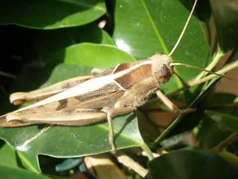 Sesion Enero 2010 electro house minimal Bingo Players,Dario nuñez,Juan kidd etc   Temazosss!!! No te