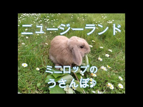 ニュージーランドウサギ