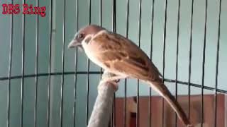 Download lagu Kicauan Burung Gereja untuk Masteran Burung mp3