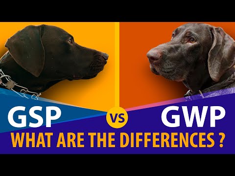 GWP Vs. GSP: Which One is Better? Breed History and Differences