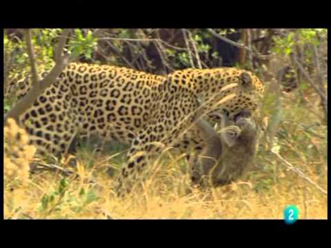 Los Leopardos de la Isla del Arbol Muerto