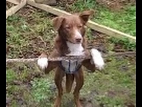 Incrível: Cão acrobata se equilibra em corda bamba