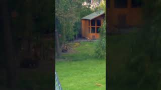 Foxes