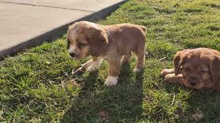 Video preview image #1 Cocker Spaniel Puppy For Sale in NEW HOLLAND, PA, USA