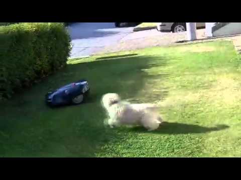 Terrier VS lawnmower